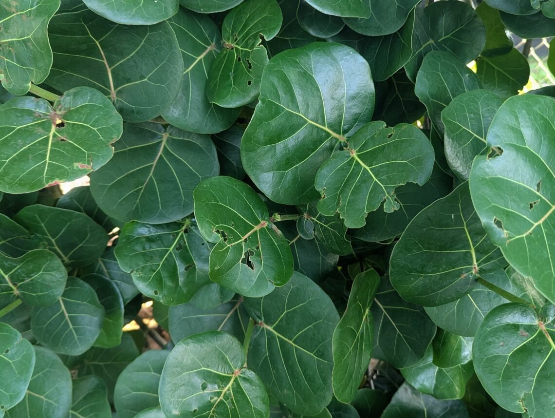 Seagrapes cover for subscribing to Doom & Bloom Books climate fiction newsletter.